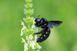Violette Holzbiene